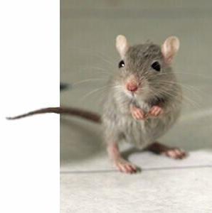 Mouse N1404P16001C.jpg